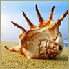 Seashell